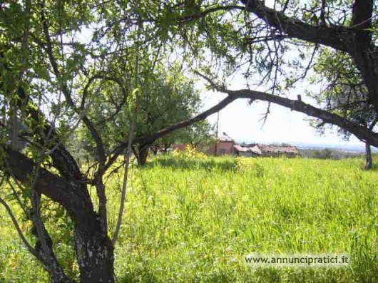 terreno  ulivetato con casa buono stato vendo