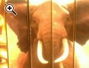 108 Anni di National Geographic su CD - ROM - Anteprima immagine 2
