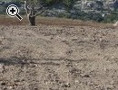 A 1 km dalla citt di Scicli vendo 4 ettari - Anteprima immagine 4