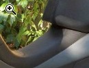 scooterone piaggio evolution anno 2003 vendo - Anteprima immagine 3