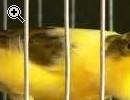 CANARINI DA CANTO HARZER ROLLER CEPPO PURO TEDESCO - Anteprima immagine 1