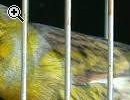 CANARINI DA CANTO HARZER ROLLER CEPPO PURO TEDESCO - Anteprima immagine 2
