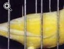 CANARINI DA CANTO HARZER ROLLER CEPPO PURO TEDESCO - Anteprima immagine 3