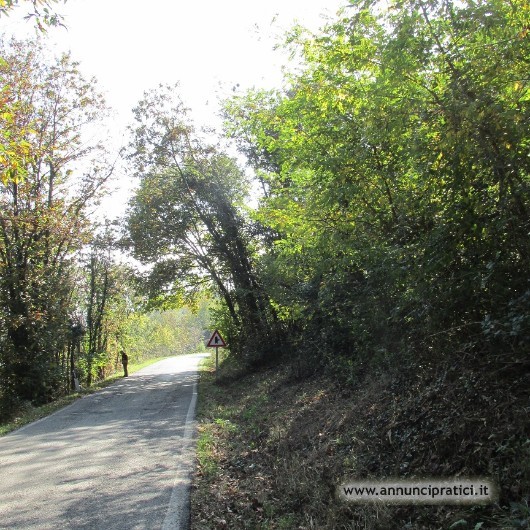 Terreno boschivo