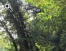 Terreno boschivo - Anteprima immagine 1