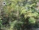 Terreno boschivo - Anteprima immagine 2