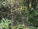Terreno boschivo - Anteprima immagine 3