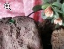 Bellissima fioriera - Anteprima immagine 1