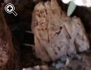 Bellissima fioriera - Anteprima immagine 3
