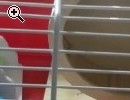 Vendo gabbia per criceti - Anteprima immagine 1