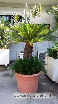VENDO CYCAS