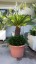 VENDO CYCAS