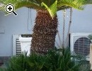 VENDO CYCAS - Anteprima immagine 1