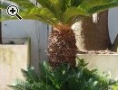 VENDO CYCAS - Anteprima immagine 3